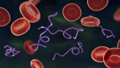 Комп'ютерна ілюстрація бактерій Боррелії в крові — стокове фото