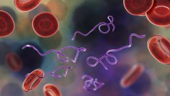 Компьютерная иллюстрация бактерий Borrelia в крови — стоковое фото