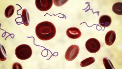 Computerillustration von Borrelien im Blut — Stockfoto