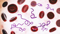 Ilustração computadorizada de bactérias Borrelia no sangue — Fotografia de Stock