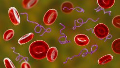 Компьютерная иллюстрация бактерий Borrelia в крови — стоковое фото