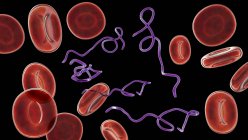 Ilustración por ordenador de la bacteria Borrelia en la sangre - foto de stock