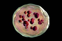 Echinococcus granulosus hydatid cyst, компьютерная иллюстрация — стоковое фото