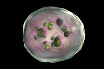 Quiste hidatídico de Echinococcus granulosus, ilustración por ordenador - foto de stock