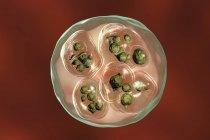Echinococcosi cisti idatica multilocularis, illustrazione al computer — Foto stock