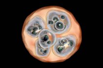 Echinococcosis multilocularis hydatid cyst, computer illustration — Stock Photo