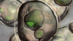 Echinoccosis multilocularis hydatid cist, компьютерная иллюстрация — стоковое фото