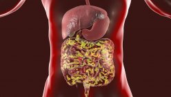 Нормальна флора кишечника людини, концептуальна комп'ютерна ілюстрація — стокове фото