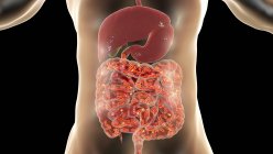 Flora normale dell'intestino umano, illustrazione concettuale del computer — Foto stock