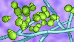 Malassezia skin fungus, комп'ютерна ілюстрація — стокове фото