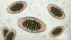 Uova di verme parassita Trichuris trichiura, illustrazione per computer — Foto stock