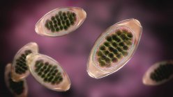 Яйця паразитичного хробака Тричіура, комп'ютерна ілюстрація — стокове фото