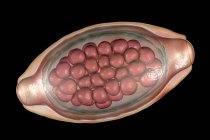 Яйцо паразитического червя Trichuris trichiura, компьютерная иллюстрация — стоковое фото