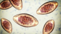 Eier des parasitären Wurms Trichuris trichiura, Computerillustration — Stockfoto