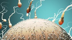 Fertilização humana, ilustração computacional — Fotografia de Stock