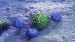 Cancer cell being attacked by leukocytes, computer illustration — Stock Photo