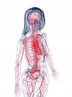 Здорова судинна система жінок, комп'ютерна ілюстрація — стокове фото