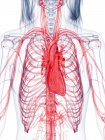 Sistema vascolare femminile sano, illustrazione del computer — Foto stock