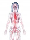 Здорова судинна система жінок, комп'ютерна ілюстрація — стокове фото