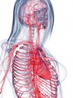 Sistema vascular femenino saludable, ilustración por computadora - foto de stock