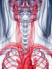 Sistema vascular femenino saludable, ilustración por computadora - foto de stock