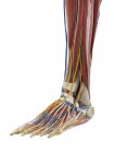 Anatomia do pé, ilustração do computador — Fotografia de Stock