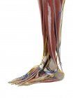 Anatomía del pie, ilustración por ordenador - foto de stock
