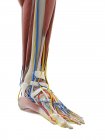 Anatomie des Fußes, Computerillustration — Stockfoto