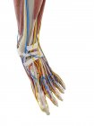 Anatomie du pied, illustration par ordinateur — Photo de stock