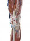 Анатомія коліна, комп'ютерна ілюстрація — стокове фото