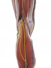 Anatomia do joelho, ilustração computacional — Fotografia de Stock
