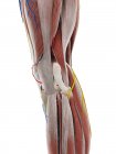 Anatomy of knee, computer illustration — Stock Photo