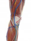 Anatomía de la rodilla, ilustración por ordenador - foto de stock