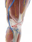 Anatomia do joelho, ilustração computacional — Fotografia de Stock