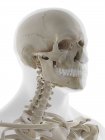 Anatomía del cráneo, ilustración. - foto de stock