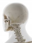 Parte de trás do crânio, ilustração. — Fotografia de Stock
