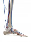 Vasos sanguíneos del pie, ilustración por ordenador - foto de stock