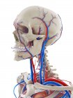 Vasos sanguíneos de la cabeza, ilustración por ordenador - foto de stock