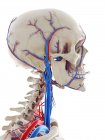Vasos sanguíneos de la cabeza, ilustración por ordenador - foto de stock