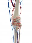 Vasos sanguíneos do joelho, ilustração do computador — Fotografia de Stock