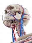 Blutgefäße des Kopfes, Computerillustration — Stockfoto