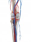 Vaisseaux sanguins du genou, illustration informatique — Photo de stock