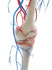 Blood vessels of the knee, computer illustration — Stock Photo