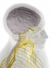 Дура матер мозга, компьютерная иллюстрация — стоковое фото