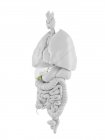 Vesícula biliar humana, ilustración por ordenador - foto de stock