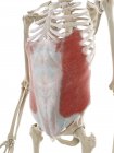 External oblique abdominal muscles, computer illustration — Stock Photo