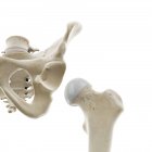 Articulación de cadera, ilustración por computadora - foto de stock