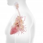 Bronquios humanos y corazón, ilustración - foto de stock