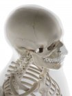 Humain Crâne, illustration d'ordinateur — Photo de stock