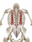 Iliocostalis muscles, computer illustration — Stock Photo